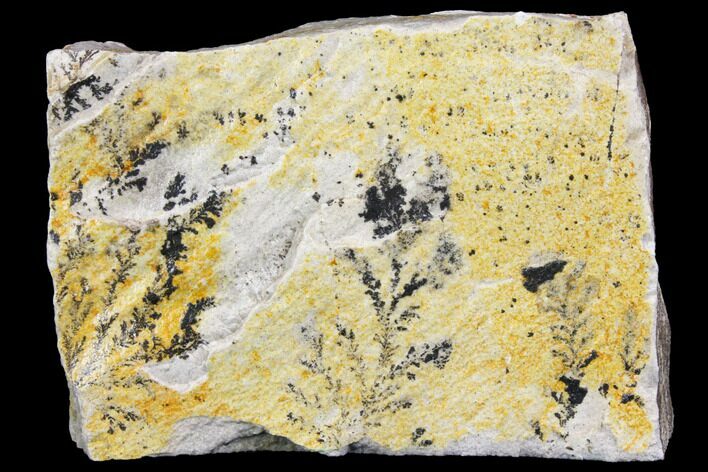 Dendrites On Limestone - Utah #150496